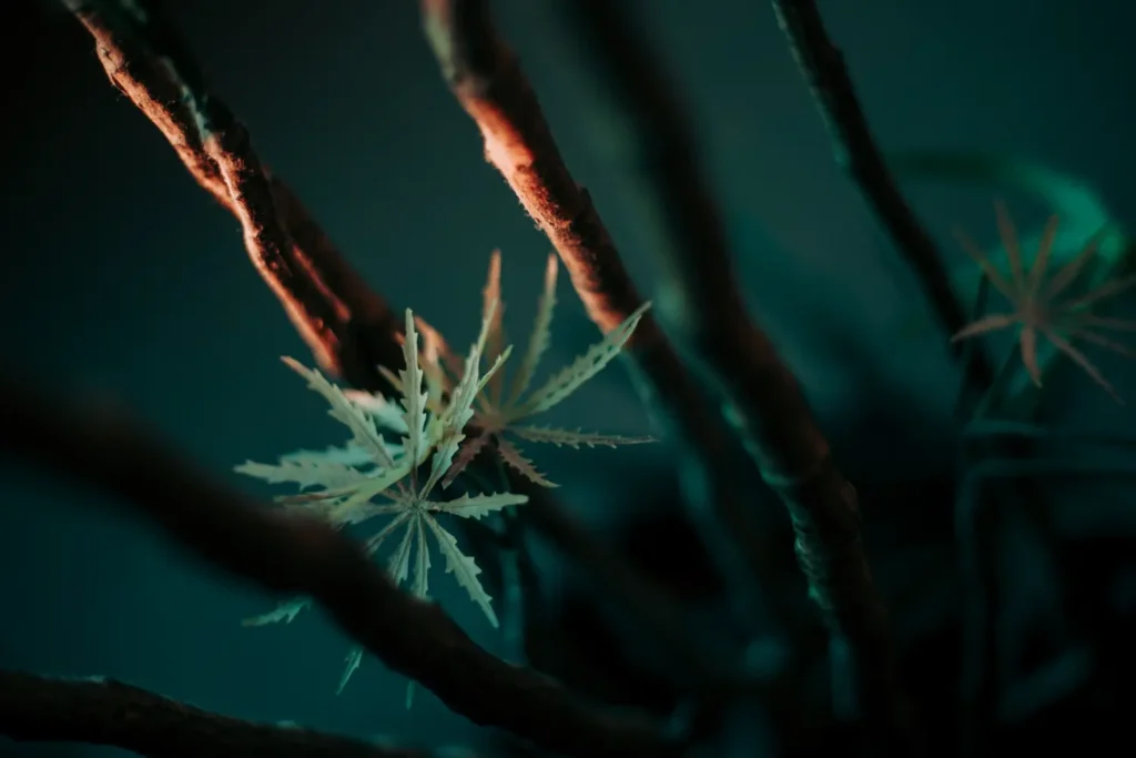 Ice Maconha comprar